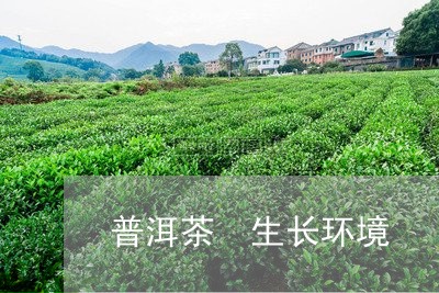 普洱茶 生长环境/2023041170745